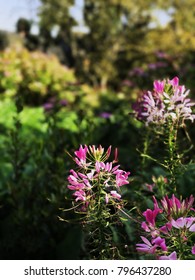 Hidcote Manor Gardens Cotswolds Uk