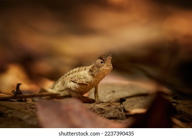 Hidden Animals: Brown leaf Chameleon, Brookesia Superciliaris, a small chameleon Imitating the Brown Leaves. Shades of brown and gold colors. Ranomafana national park, Madagascar. - Shutterstock ID 2237390435