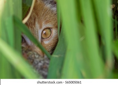 Hidden Animals, Single Stealthy Eye Cat Through The Leaves