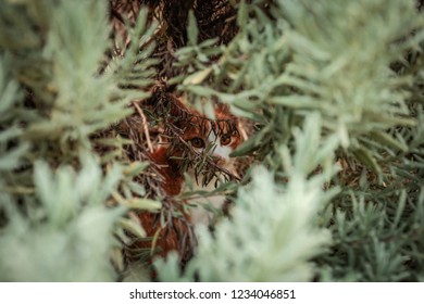 hidden cat plants