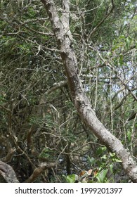 Hidden Cicada On Tree At Port Cros