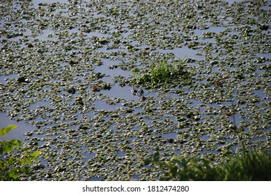 Hidden Crocodile (crocodilia) In A Swamp Between Green Plants