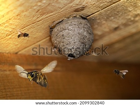 hidden dangerous wasp nest in a building