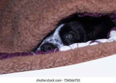 Hidden dog