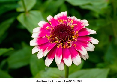 5 Hidden dragon zinnia Images, Stock Photos & Vectors | Shutterstock