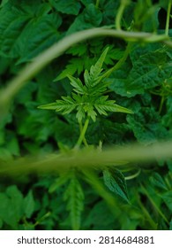  A Hidden Emerald Leaf Standing Gracefully Among Lush Forest Greenery In The Quiet Embrace Of Untouched Nature