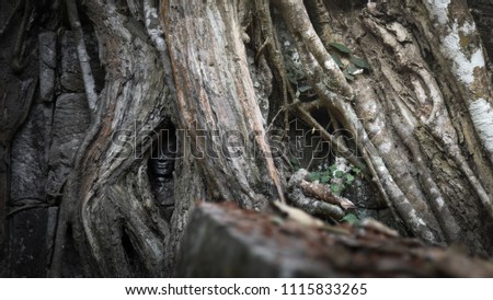 Hidden face of Apsara inside tree, Ta Prohm ancient Buddhist temple in forest, SiemReap, Cambodia