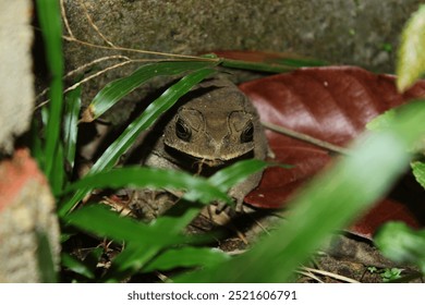 Hidden Frog Camouflaged Among Greenery, Leaves and Rock

A frog blends seamlessly into its natural habitat, surrounded by grass and fallen leaves, showcasing its camouflage abilities. - Powered by Shutterstock