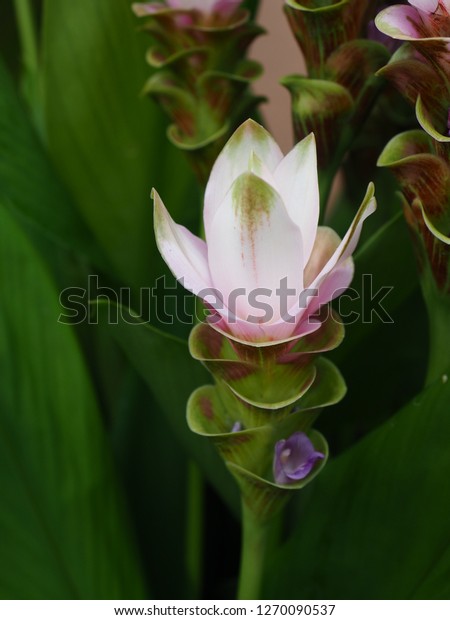 Hidden Ginger Lily Flower Stock Photo Edit Now