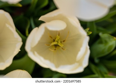 Hidden Inside of White Tulip lookingdown from above
