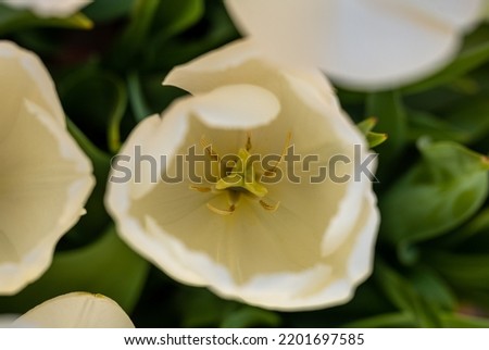 Hidden Inside of White Tulip lookingdown from above