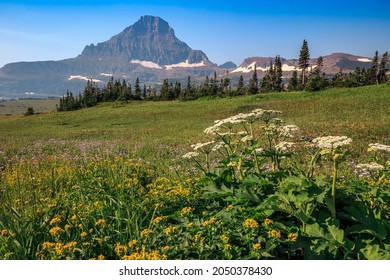 Hidden Lake Train Meadow Views At Logan Pass, Glacier National Park, Montana