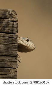Hidden large lizard head and piece of wood