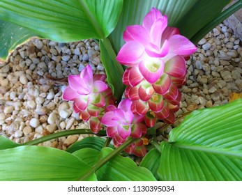 Hidden Lily Ginger Images Stock Photos Vectors Shutterstock