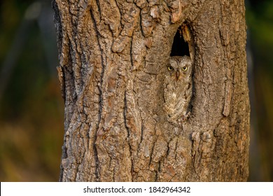 Scops High Res Stock Images Shutterstock