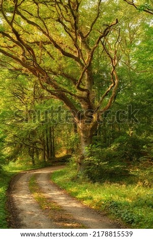 A hidden path in a dense forest on a sunny summer morning. Fairy tale landscape with a trail through magical woods between old trees and plants on a spring day. A secret dirt roadway in nature