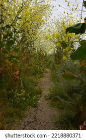 Hidden Path Through The Daisies