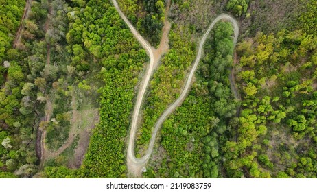 Hidden Path Through The Forest