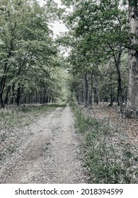 Hidden Path In The Woods