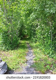 Hidden Path In The Woods