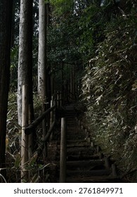 Hidden paths in the heart of the forest