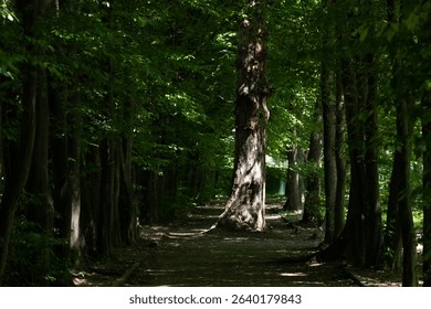 A hidden pathway under a canopy of trees invites solitude and exploration in the heart of untouched woodland