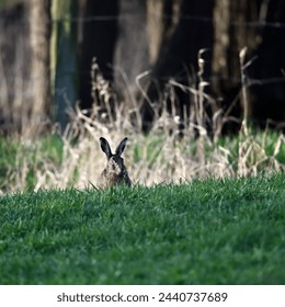 hidden rabbit with camera view quietly in the green grass at the edge of the forest - Powered by Shutterstock