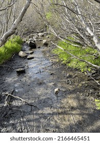 Hidden Rock Path Along The Water