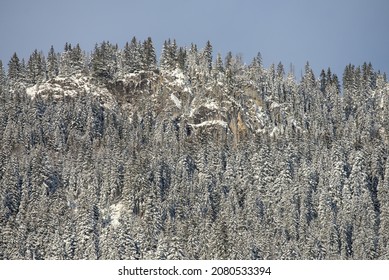 Hidden rockface in the middle of an alpine forest during the winter. Blue sky, grey and yellowish rock face, fir tree forest, snow and ice covered.