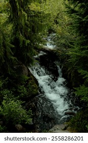 Hidden running stream in forest