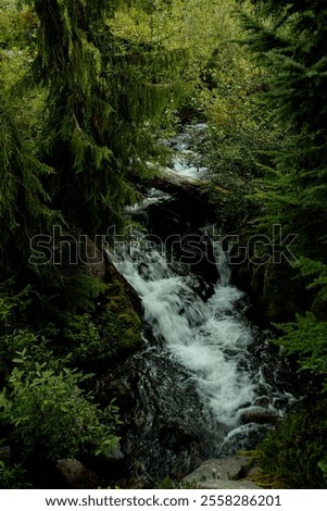 Hidden running stream in forest
