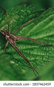 A Hidden Spider In A Leaf