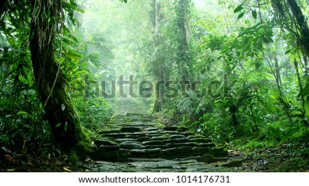 Hidden staircase deep in the Colombian Jungle belonging to the ruins of Ciudad Perdida 