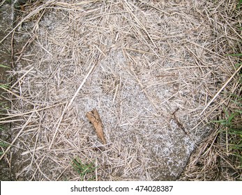 Hidden Trap Door And Covered With Dry Grass