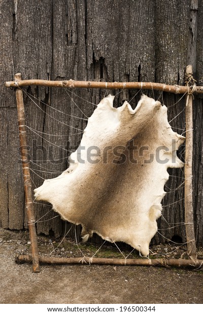 Hide Animal Being Stretched On Wooden Stock Photo (Edit Now) 196500344