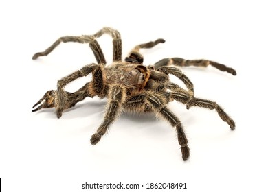 196 Tarantula hiding Images, Stock Photos & Vectors | Shutterstock