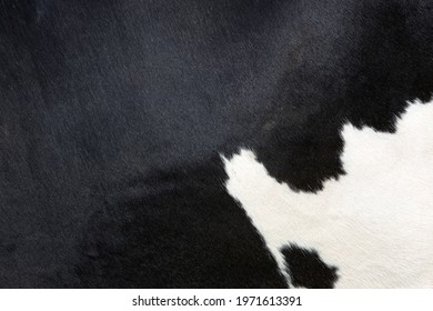 Hide On Side Of Black And White Spotted Cow In Closeup