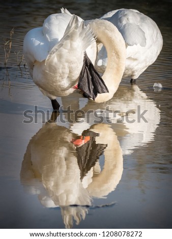 Hide and seek. Hiding does not always work, mute swan. Water reflection