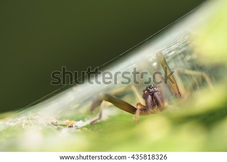 Similar – Image, Stock Photo Garden snail XV