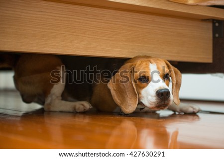 Hiding beagle