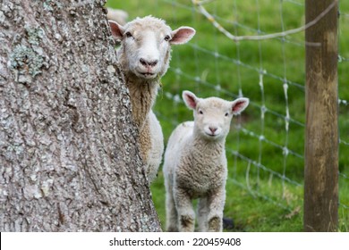 Hiding behind tree sheep and lamb