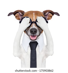 Dog Covering Eyes Images Stock Photos Vectors Shutterstock