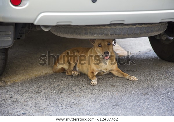 Hiding dog look at\
you from under the SUV\
car