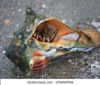 Hiding Hermit Crab On The Beach 