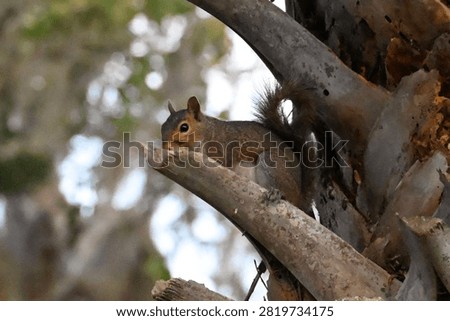 Hiding Squirrel In Palm Tree