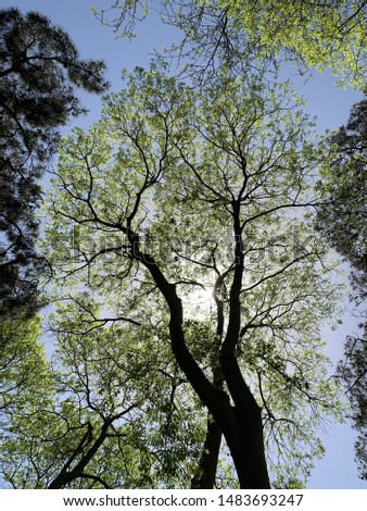 Similar – Geäst Baum grün