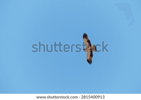 Hieraaetus pennatus. Booted Eagle in flight with prey in its talons.