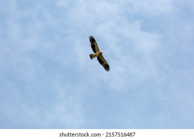 Hieraaetus pennatus. View from below of a Booted Eagle in flight with blue sky in the background.