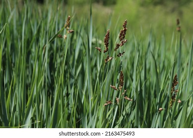 Hierochloe Odorata. Sweet Grass Or Holy Grass.