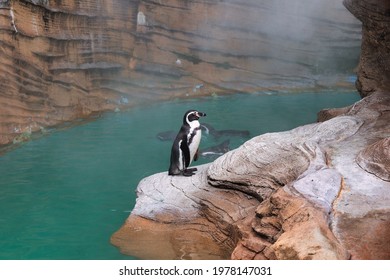 Higashiyama Zoo: A Cute Penguin Standing Facing A Rock